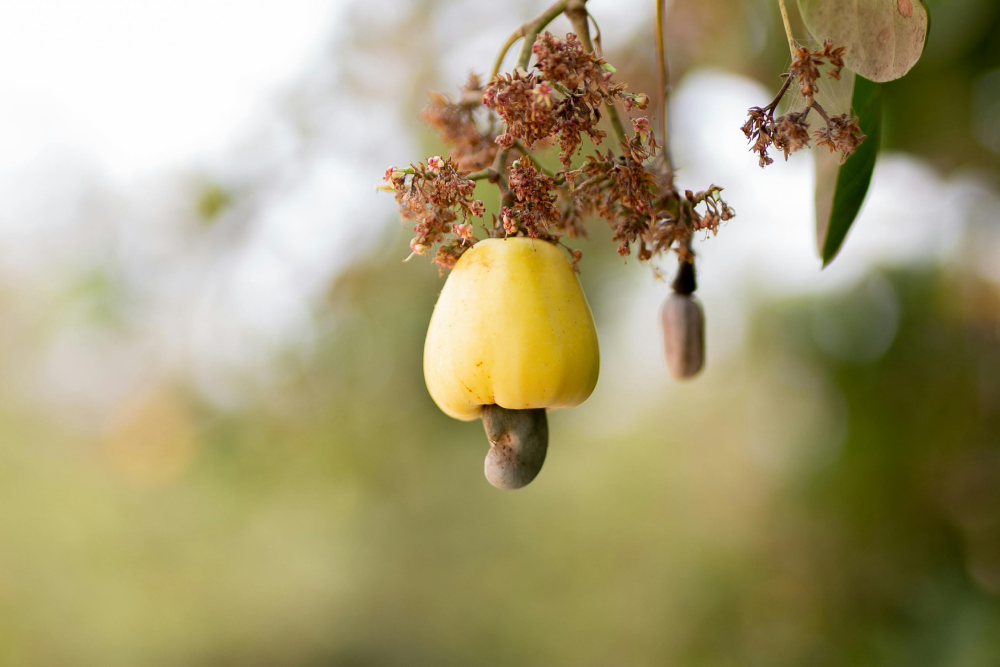 raw cashew